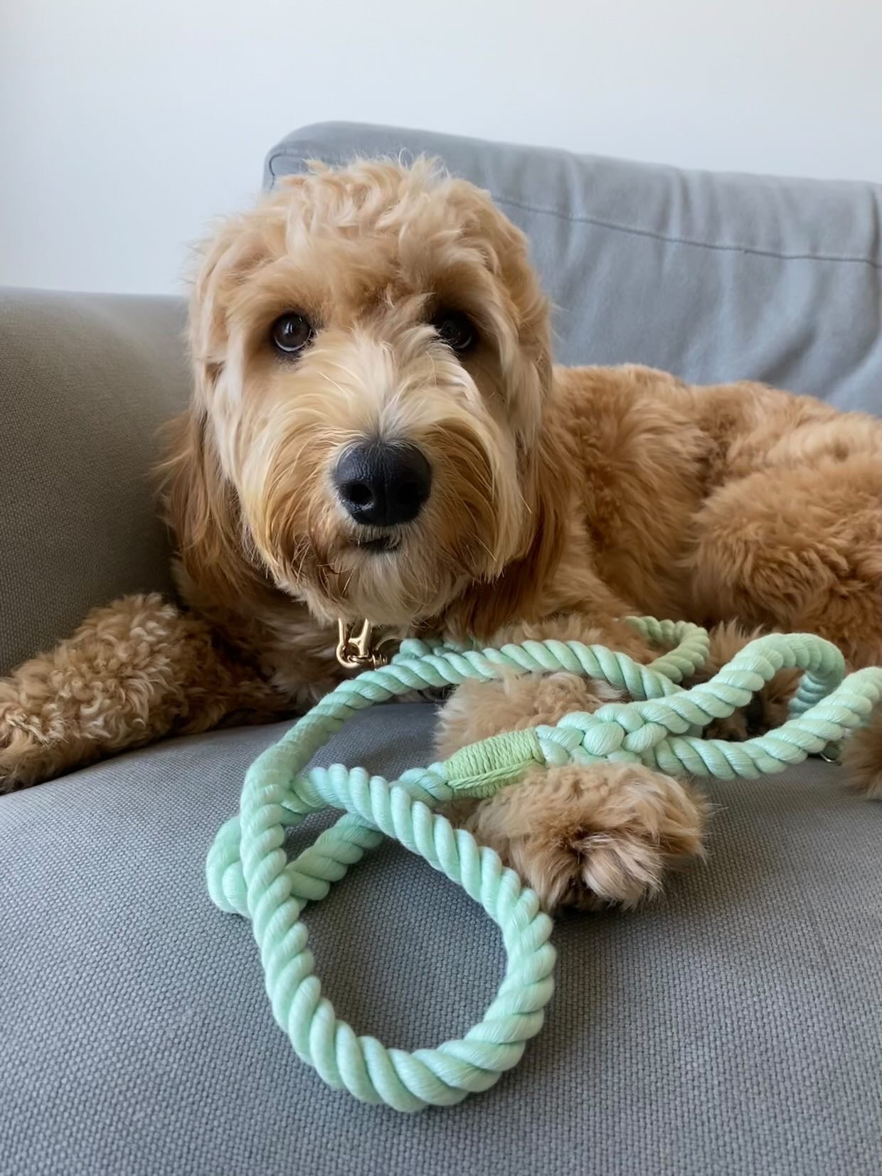 "Mint" Rope Leash